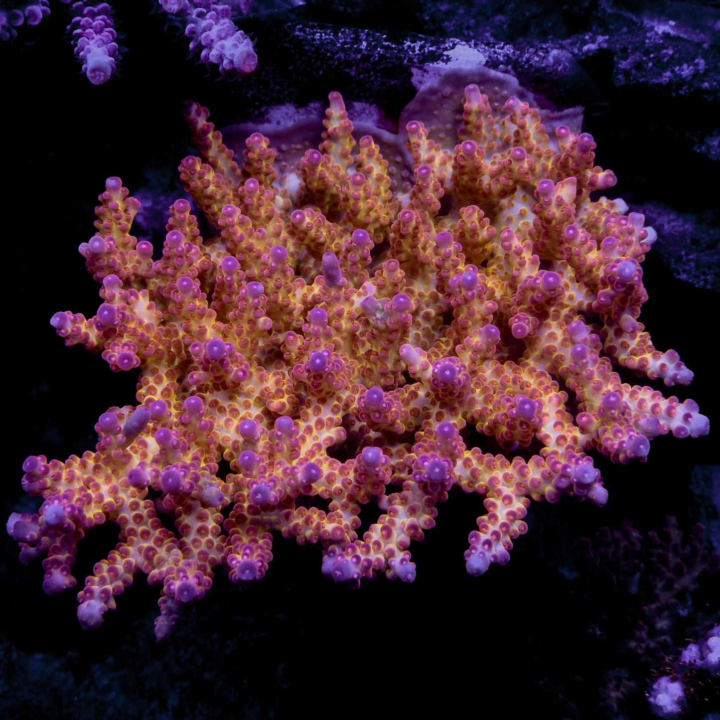 Nova Stellatus